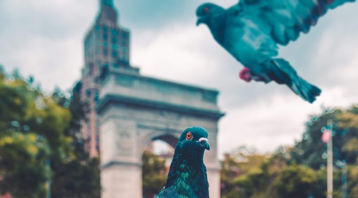 Pekken : Le jeu de baston qui sent le pigeon pekken-global-game-jam-observation